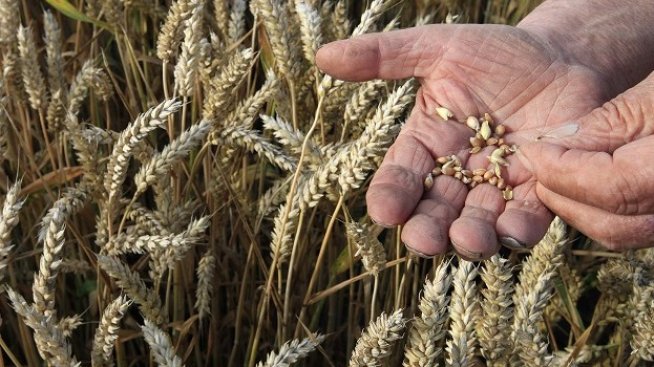 Събитията в Украйна и зърнените пазари