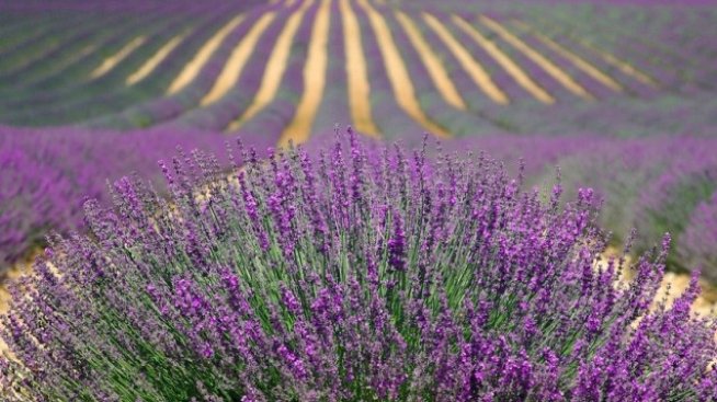 Русия може да отмени забраната за внос на билки от България