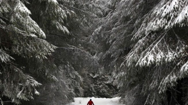 Графика на деня: Делът на унищожените гори в ЕС за периода 2001 – 2013 г.