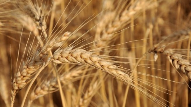Реколтата от пшеница в България е добра, но хлебната е само 30-35%
