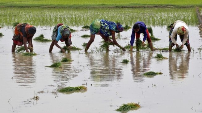 Фермери в Индия използват приложения за смартфони, за да подобрят реколтата 