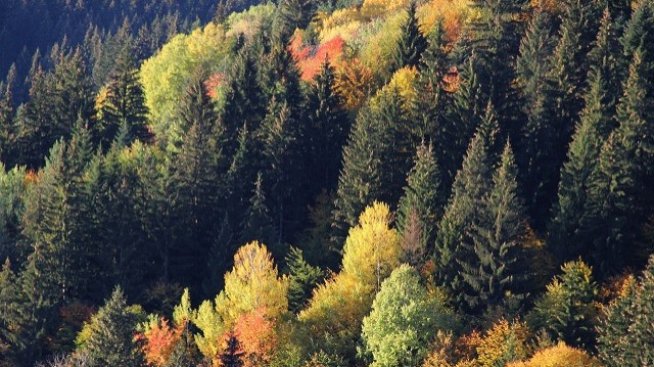 Заработи онлайн платформа за опазване на горите