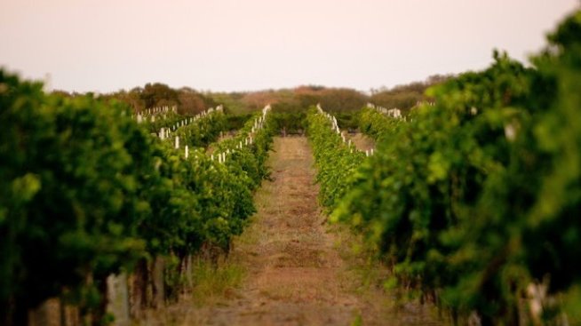 От 4 май започва прием по мярката за застраховане на винената реколта