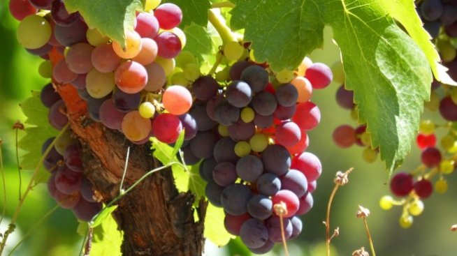 Износът на вино от България расте