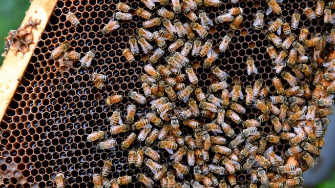 Бивши служители на Google ще разработват ИИ, вдъхновен от печелите и рибите