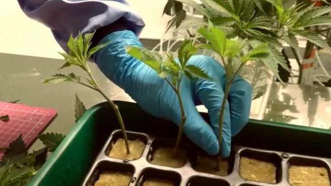 Първата германска компания започна да доставя медицински канабис