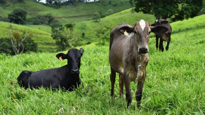 Българо-китайска мандра ще се изгражда край Момчиловци