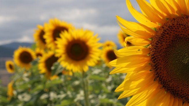 До 31 декември фермерите избират как да облагат доходите си за 5 години напред