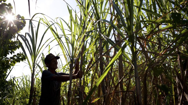 Недостигът на захар поставя на изпитание производителите на кубински ром