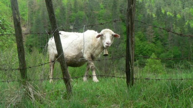 Глоби грозят собственици на животни, ако ги пускат в нивите