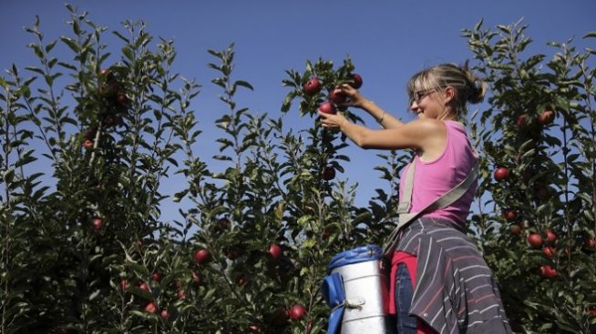 Ябълковото производство в България ще изчезне, твърди земеделски експерт