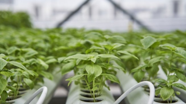 Зеленчукопроизводителите сами ще избират как да им се помогне заради пандемията