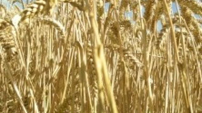 Предвиждат 50% ръст в цените на земеделската земя на Острова за пет години