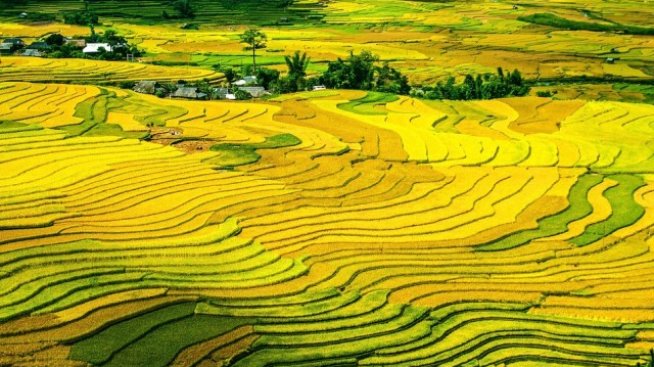 Лилав ориз и кайсии от Киргизстан ще имат специален етикет за планински произход