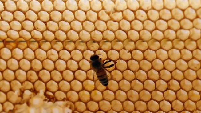 Очаква се вписването на Странджанския манов мед в регистъра за защитени храни