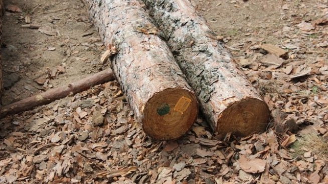 Преработката на дървесина ще се контролира с видеонаблюдение от 2016 г.*