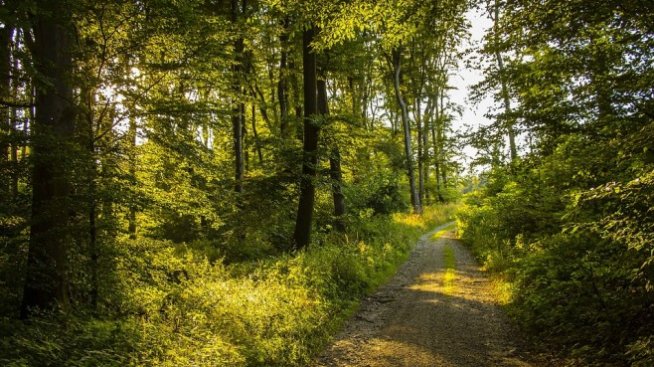 Лишаване от свобода до 6 години за незаконна сеч гласува на първо четене НС