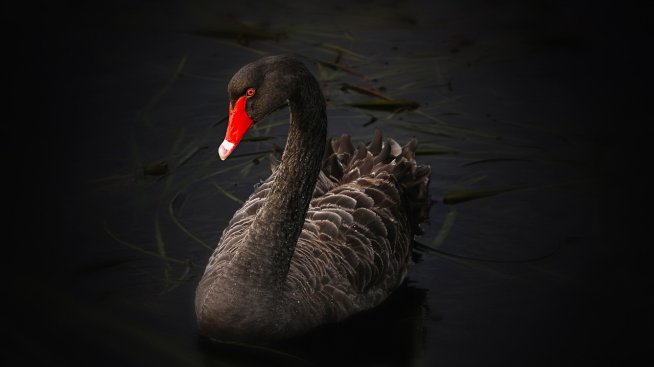 Ще спрат ли новите лихви и затегната фискална политика появата на „черни лебеди“?