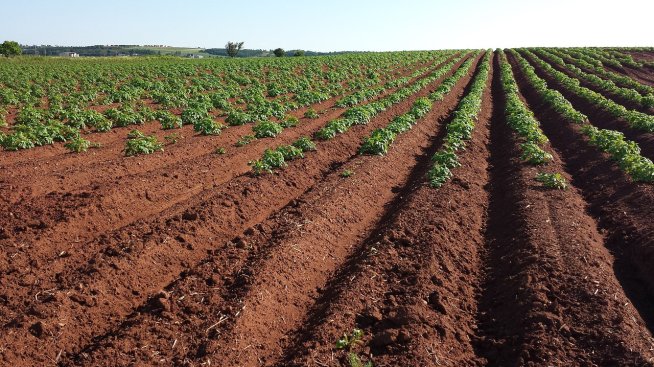 Кои са предизвикателствата пред дигитализацията в агросектора?