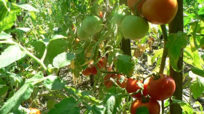 Производството на домати, дини и картофи в България намалява