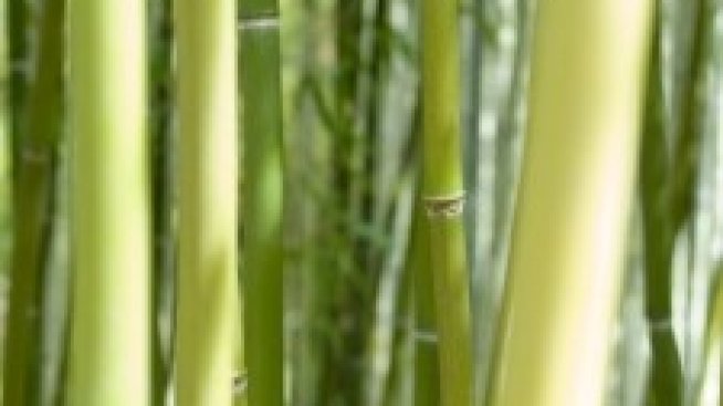 Британци създадоха велосипед от бамбук