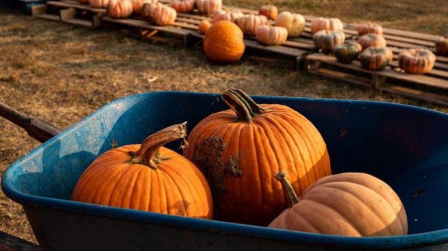 Производството на тикви в България се свива 10 пъти за няколко години