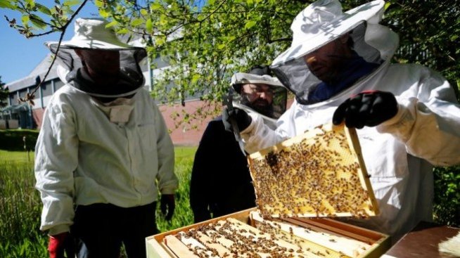 Пчеларите ще могат да застраховат продукцията си