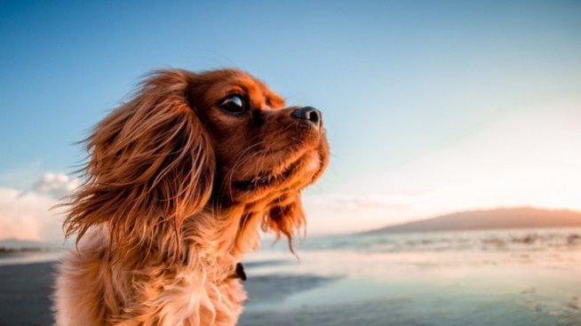 Какви рискове крие незаконната търговия с домашни любимци?