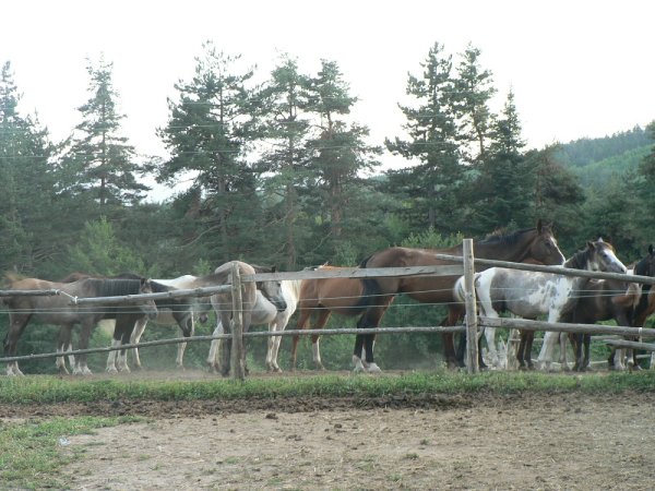 
	Конните бази привличат туристи в района на Разлог.&nbsp;

