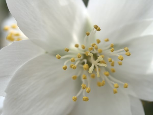 Супермакро режимът може да улови изключителни детайли. 