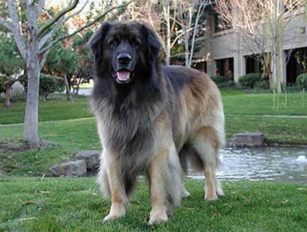 
	То идва през 1999 г. в компанията с Урс Холце, който тогава е вицепрезидент по техническата инфраструктура в Google. Първата задача на Yoshka в компанията е да чака в двора доставчиците на UPS-устройства, а по-късно става &bdquo;консултант&ldquo; и е бил свидетел на редица важни за компанията преговори. &nbsp;

	Снимка: Google
