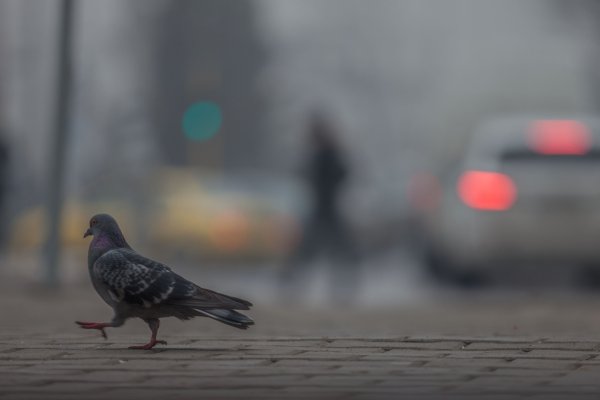 
	Снимка: Димитър Кьосемарлиев, Investor Media Group
