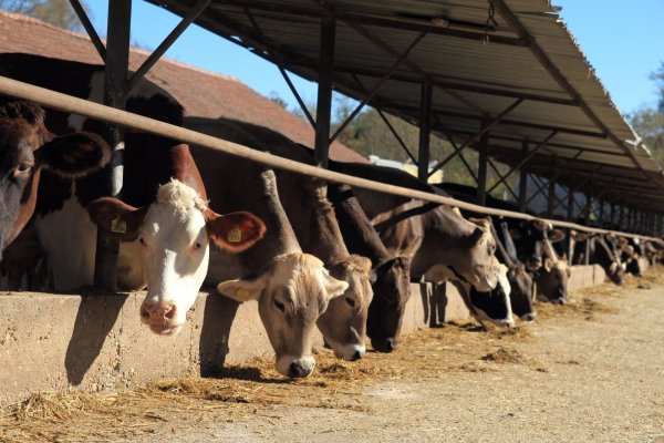 
	Биофермата в Добродан. Снимка: Биоселена
