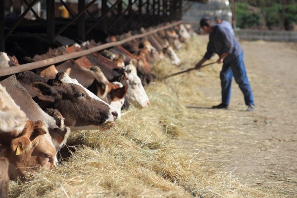 
	Биофермата в Добродан. Снимка: Биоселена
