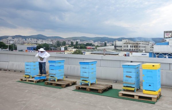 
	Според Милен Тодоров (34) в града на липите поверените му пчели ще се чувстват много добре. Самият той професионално се занимава с развъждане на ловни кучета, но отглежда и 33 пчелни семейства в с. Могила, Старозагорско.
