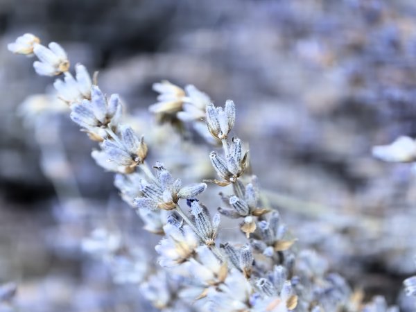 Снимки: Елена Кирилова/Investor Media Group