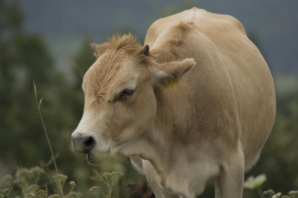 
	Родопско късорого говедо, Правешка Лъкавица. Снимка: Investor.bg
