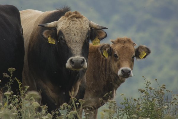 
	Родопско късорого говедо, Правешка Лъкавица.&nbsp;Снимка: Investor.bg
