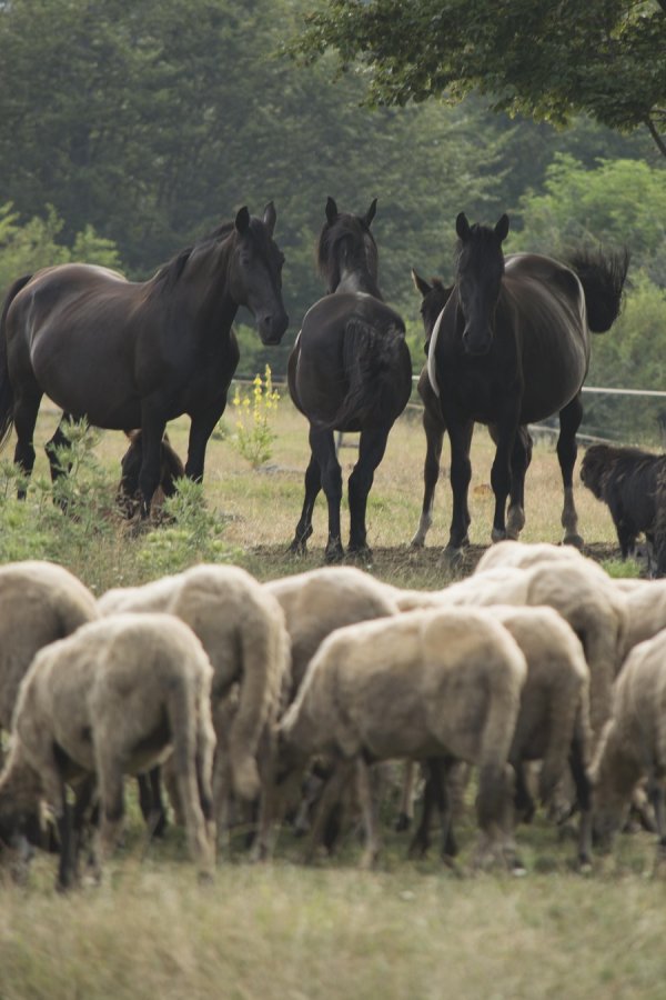 
	Ферма &quot;Чемерник&quot;, село Бов.&nbsp;Снимка: Investor.bg
