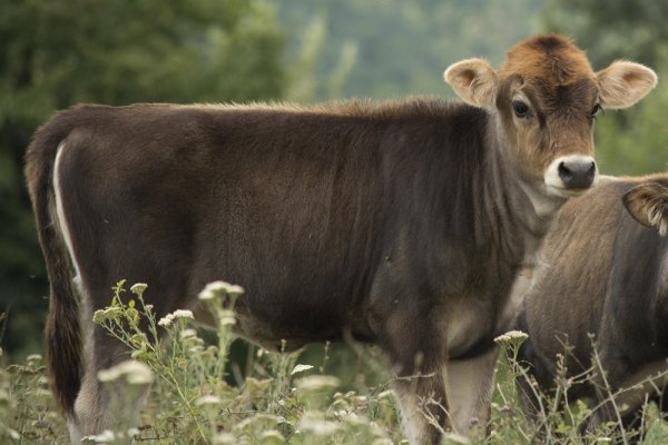 
	Родопско късорого говедо, Правешка Лъкавица.&nbsp;Снимка: Investor.bg
