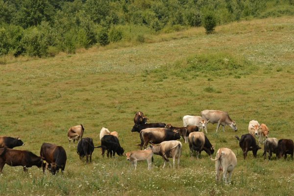 
	Родопско късорого говедо, Правешка Лъкавица.&nbsp;Снимка: Investor.bg
