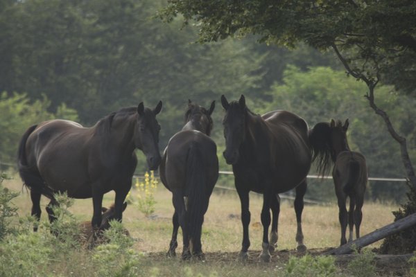
	Ферма &quot;Чемерник&quot;, село Бов.&nbsp;Снимка: Investor.bg
