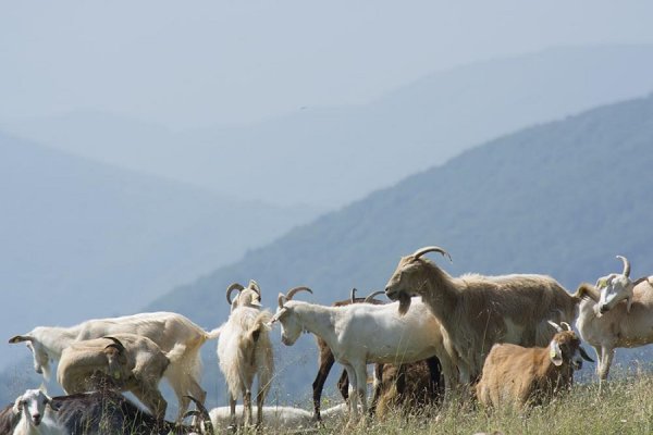
	Кози от стадото на Агрокомплекс Рашково. Снимка: Надежда Бочева

