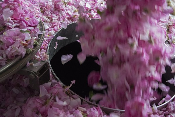 
	Работник изсипва чувал с розов цвят в дестилерията &bdquo;Интермед 1&ldquo; в село Манолово, община Павел баня, юни 2018 г. Снимка: Надежда Бочева, Investor.bg
