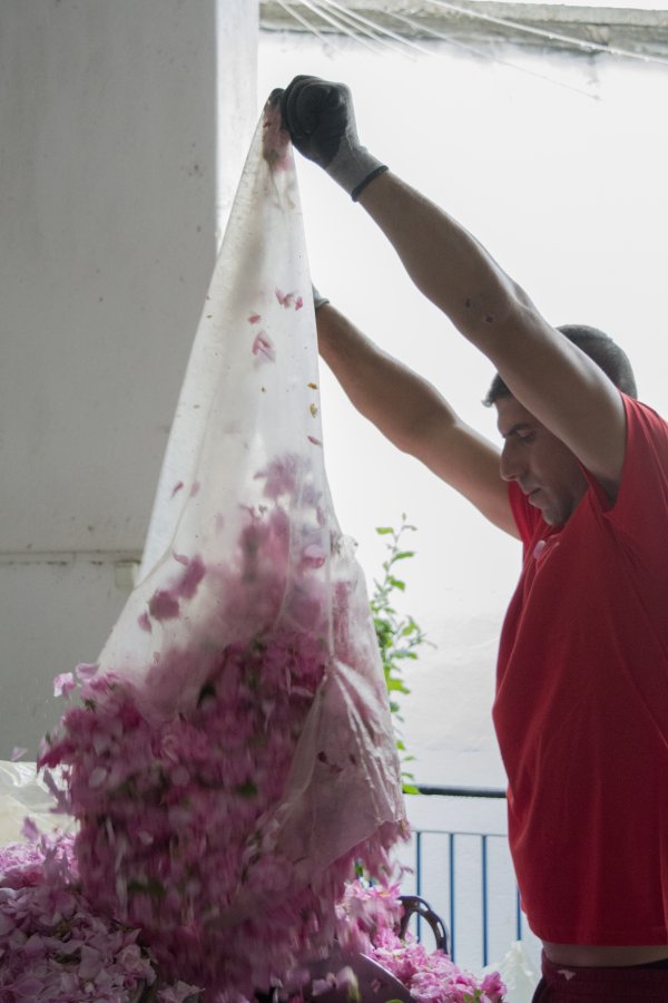 
	Работник изсипва чувал с розов цвят в дестилерията &bdquo;Интермед 1&ldquo; в село Манолово, община Павел баня, юни 2018 г. Снимка: Надежда Бочева, Investor.bg
