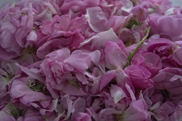 
	Розов цвят в дестилерията &bdquo;Интермед 1&ldquo; в село Манолово, община Павел баня, юни 2018 г. Снимка: Надежда Бочева, Investor.bg
