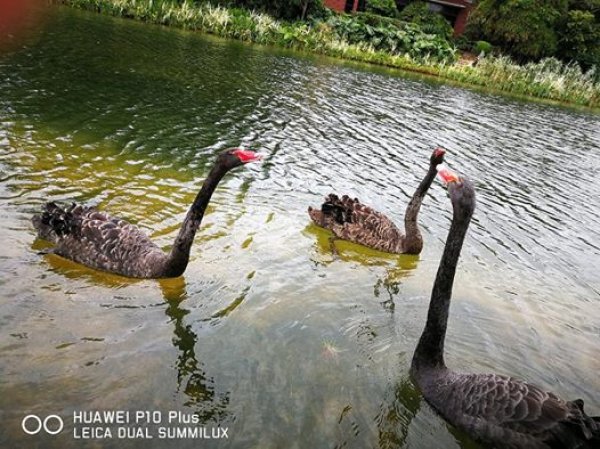
	Черните лебеди пред мениджърската сграда.
