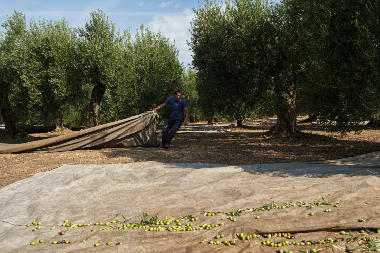Прибиране на маслини близо до село Йеракини, Халкидики, Гърция, през октомври.Фотограф: Константинос Цакалидис/Bloomberg