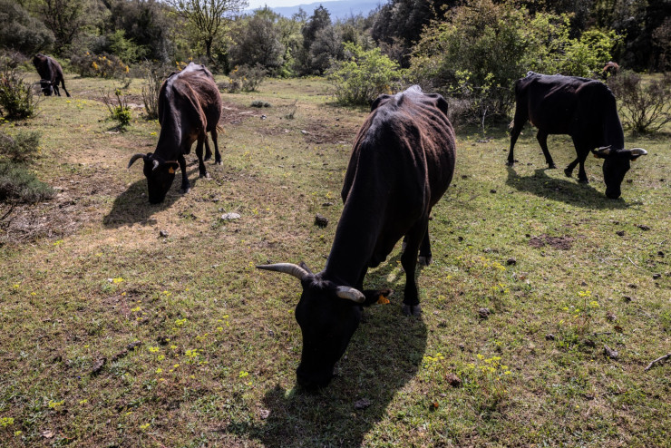Кравите не намират трева за ядене след над две последователни години на суша в Каталуния. Снимка: Анхел Гарсия, Bloomberg