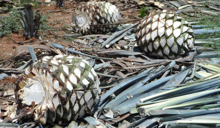 Синьото агаве има високо съдържание на захари и е разпространено в няколко мексиканска щата на надморска височина от над 1500 метра. Снимка: Pixabay